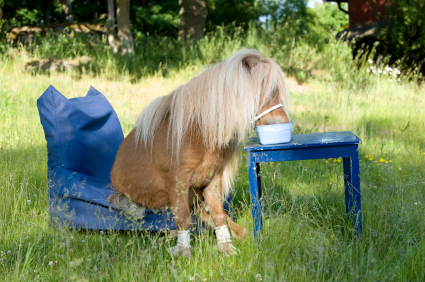 Equestrian Diet Equestrian Diet