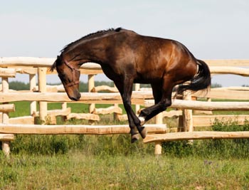 Can Injured Trainers Sue Horse Owners&##x3f;