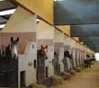 Horse Business Q&A - How Can a Boarding Stable Diversify Their Income&##x3f;