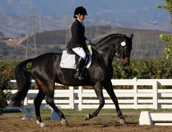 Equestrian Professional Member Spotlight - Gina Duran of Topline Training