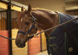 Using the 25 Percent Rule to Improve Your Horse Business