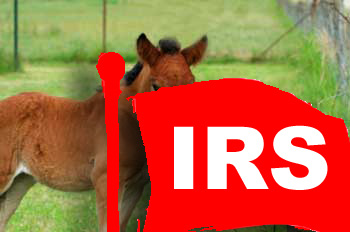 IRS Red Flags Equestrian Businesses Should Avoid