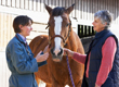 10 Ways to Ensure Your Horse&##x27;s Good Health and Reduce Your Cost