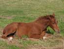 The Economics of Equine Cooled and Frozen Semen