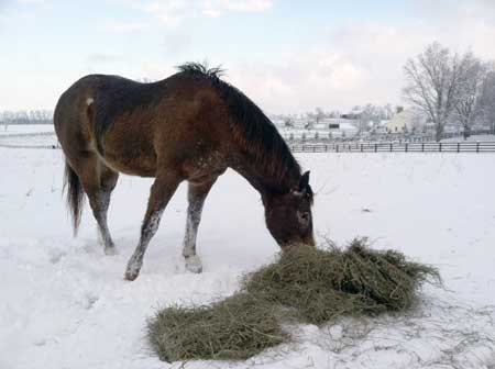 Tips for Managing Horses in Cold Weather