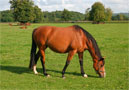 What Does it Mean to Short Cycle a Mare