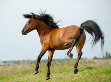 How to Stay Highly Motivated to Work on Your Horse Business and Achieve Your Goals