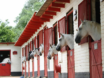 The Best Way to Calculate Horse Costs Part 1