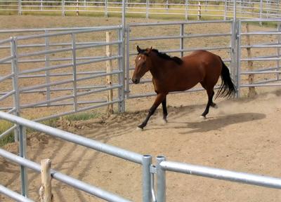 Rounding Up Information on Round Pens