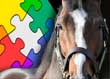 Webinar&##x3a; Answers to Common Equine Business Insurance Questions