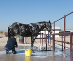 Workers Compensation Update - US Horse Business Owners Beware