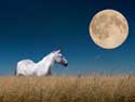 The Weird Goal Setting Practice That Changed My Horse Business and My Life