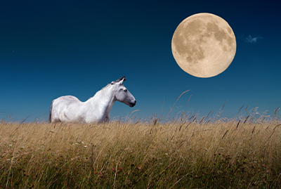 The Weird Goal Setting Practice That Changed My Horse Business and My Life