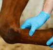 Webinar&##x3a; The Top Advances in Equine Sports Medicine