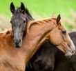 Webinars&##x3a; Harnessing the Power of Intangible Assets in Your Horse Business and Building and Mangaging Tangible Assets