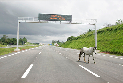 Horse Business Insurance Options