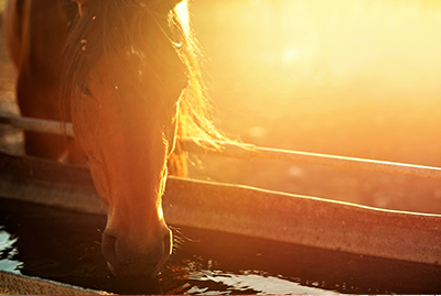 Webinar: Equestrian Leadership and Sports Performance - What You Need to Know About Empty Tank Syndrome