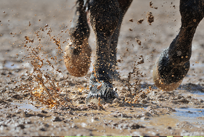 Webinar: Equestrian Professional's Horse Business Dirty Dozen