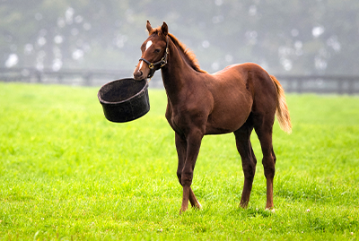 Webinar&##x3a; Smart Pricing Strategies for Horse Professionals