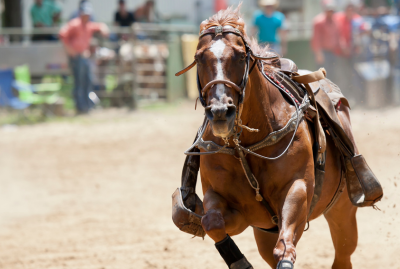 Equestrian Marketing Falls to Avoid - A Few Common Ways Brand Trust is Eroded