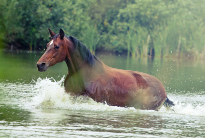 Webinar&##x3a; Equine Emergency Planning and Disaster Preparedness for Horse Professionals