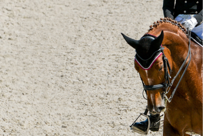Horse Business Webinar&##x3a; Training for Teaching with Lendon Gray