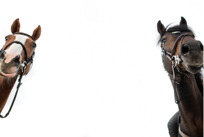 Why Tax Law Awareness Is a Practical Advantage for Horse Businesses and Horse Professionals