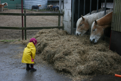 What Healthy Growth Actually Looks Like In a Horse Business