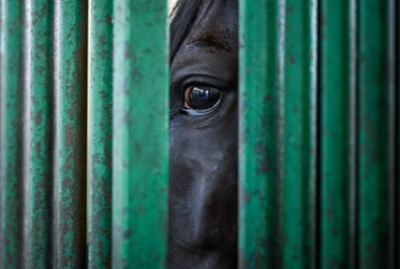 Inside a Quarterly Review&##x3a; What Happens When Horse Professionals Step Back and Track the Bigger Picture