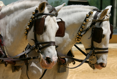 Getting Your Team on The Same Page - How to Write an Equestrian Brand Positioning Statement