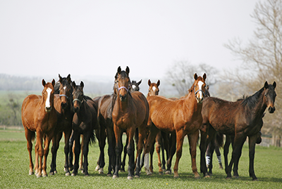 Horse Business Accounting Terms 101