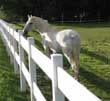 Using a Form Contract for Your Horse Business&##x3f;  Watch Your State Laws