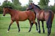 Selling a Horse on Installment Payments&##x3f;&##xd;&##xa;Know the Pitfalls Before You Leap