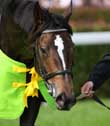 Creating a Fair and Legal Equine Partnership