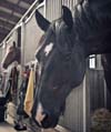 Does a Stable Own the Horse When Board is Past Due&##x3f;  Myths and Misunderstandings Regarding Stables&##x27; Rights