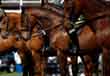 Conquering the Horse Show Warm-Up Ring