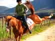 Questions for an Equine Law Practitioner -&##xa;Avoiding Liability When Selling a Problem Horse
