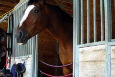 Questions for an Equine Law Practitioner&##xd;&##xa; &##xd;&##xa;In Tough Financial Times -- &##xd;&##xa;Should You Take in Boarders for Extra Income&##x3f;