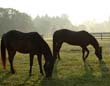 In Tough Financial Times -- &##xa;What Happens When the Boarding Stable Has Not Been Paid&##x3f;