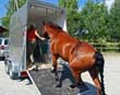 Questions for an Equine Law Practitioner&##xa;In Tough Financial Times - Can You Repossess a Horse When the Buyer Fails to Pay&##x3f;