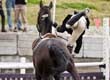 Questions for an Equine Law Practitioner&##xa;In Tough Financial Times -- &##xa;Should You Reduce or Cancel Your Liability Insurance&##x3f;