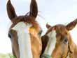 Is Your Horse Business Feeling the Squeeze&##x3f; 15 Tips for Getting Paid