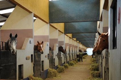What Can The Boarding Stable Do With an Abandoned Horse&##x3f;