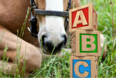 Horse Business Entity ABC&##x27;s - LLC, Sole Proprietor, Partnerships and More