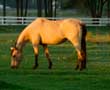 In Tough Financial Times -- &##xa;Should You Start an Equine Retirement Stable&##x3f;