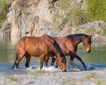 6 Steps to Improve Your Horse Business Model