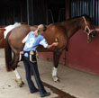 Hiring Horse Business Employees - How To Find the Best Person for Your Horse Job