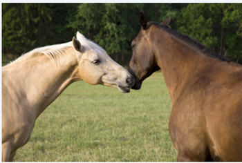Questions for an Equine Law Practitioner&##x3a; &##xd;&##xa;What Riding Instructors Should Know About Contracts