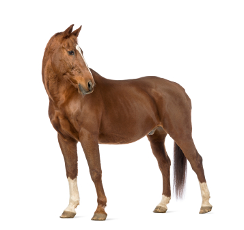 The Whole Horse Exam